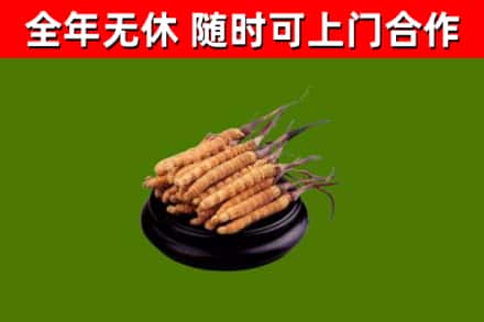 瓯海区回收散虫草